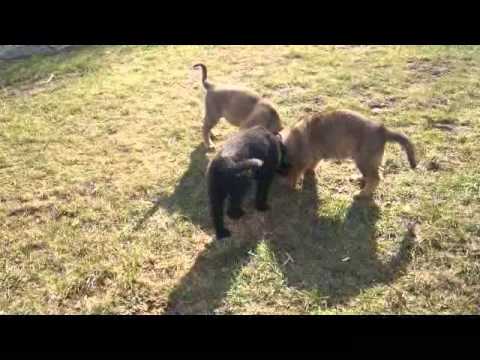 Welpen nach Hank vom Weinbergblick & Orka von der Germanenquelle 8Wochen