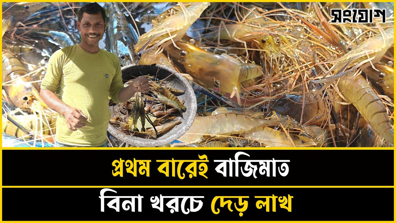 একটা 'রিস্ক' নিয়ে বাজিমাত! প্রথম বারেই দেড় লাখ টাকার চিংড়ি!