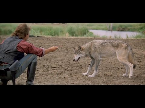 Balla coi Lupi - Due calzini, il Lupo