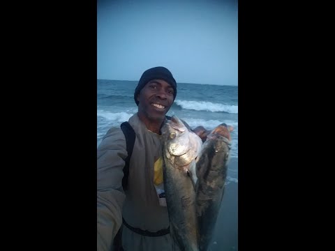 Bluefish ( June 11,2023 ) Rockaway Beach .