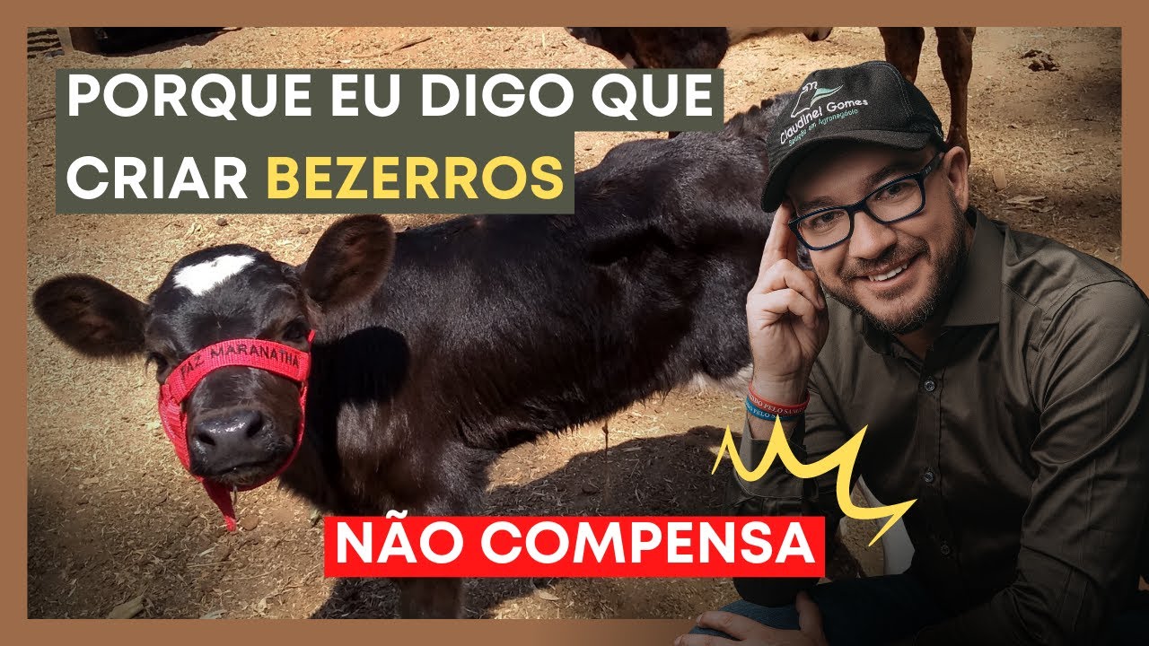 Por que NÃO criar bezerros