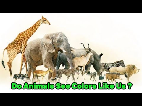 How Do Animals See the World? Discover Their Color Vision Secrets!