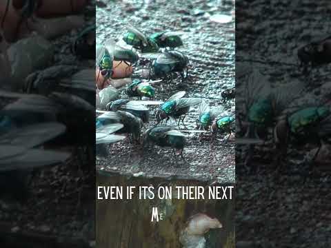 Weird Facts About Flies