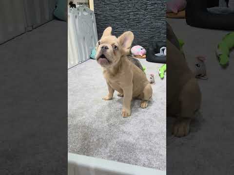 Video 1