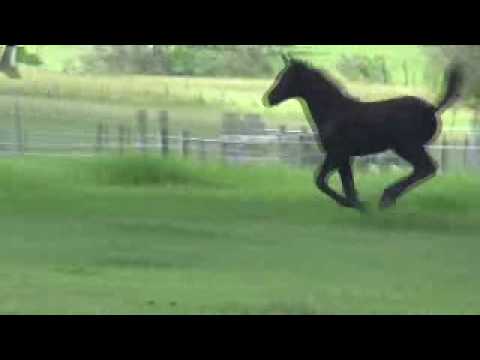 san amour / damsey / jazz filly