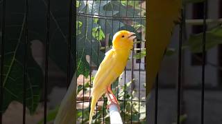 Download lagu Kicau kenari gacor #kenari #kenarigacor #canary #canarias #canario #birds #shorts #shorts mp3