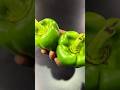 Is There A Secret To This Selecting Capsicum Like A Pro Capsicum Bellpeppers Cooking