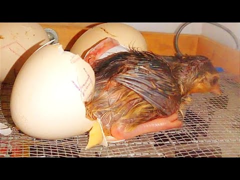 , title : 'Incubadoras de huevos caseras'