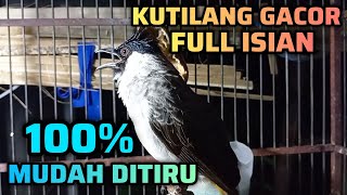 Download lagu KUTILANG GACOR FULL ISIAN LAGU SEJALUR 100% MUDAH DITIRU || COCOK UNTUK MASTERAN KUTILANG mp3