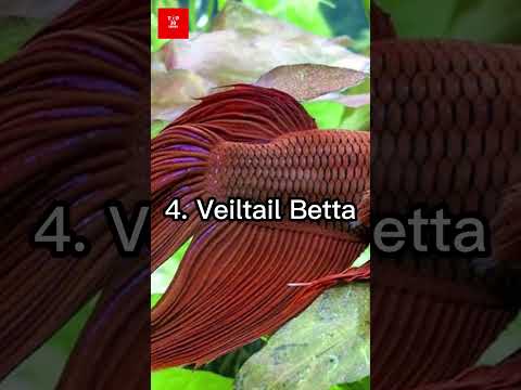 Top 10 most beautiful bettas in the world