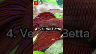 Download lagu Top 10 most beautiful bettas in the world mp3 Download lagu Top 10 most beautiful bettas in the world mp3