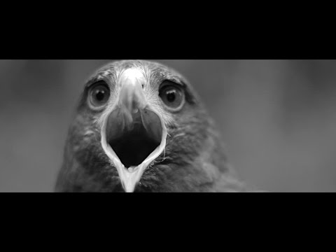 SAMUEL O'KANE - ESPERANZA (Explicit)