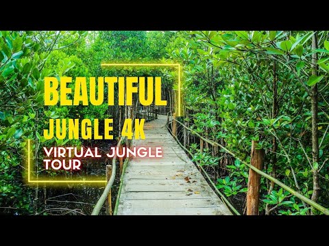 Jungle in 4K | Virtual Walk through a Forest | Jungle Visit |