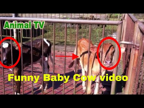 Funny & Cute Animal Moments – Dogs, Cats & Wildlife | Animal TV