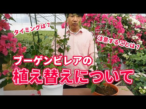 鉢植えのブーゲンビリアの剪定方法