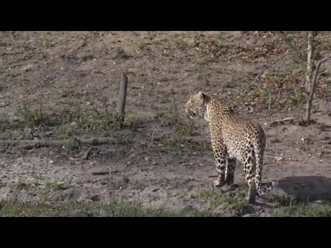 Pt 2 Wild Earth Live Sunrise Safari Drive at 6:30 AM on Nov 05, 2016 ( Karula & Lions )