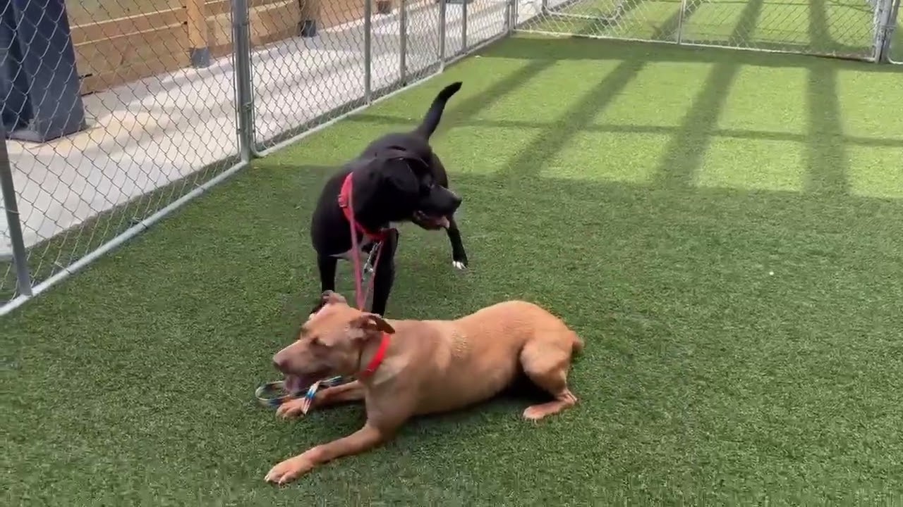 Enlarge Bilbo Wagz, a Adoptable mixed breed in Hartsville, SC video 6/6
