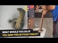 Rare Sightings Of Animals That Could Show Up In Your Toilet