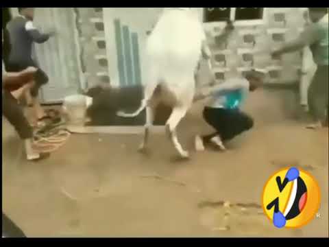 Cow kungfu