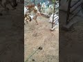 First Time Barbari Goat Matting Home Bloodline