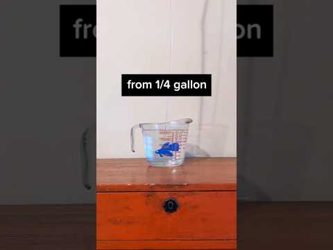 Petco's betta fish care sheet is still behind 😳