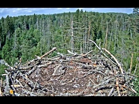 Osprey Chick alone, kalakotkas 2 nest 2016 06 19 06 43 26 060
