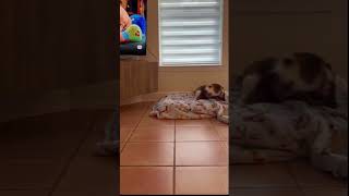Video preview image #1 Beagle Puppy For Sale in Dunnellon, FL, USA
