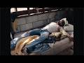 Orville Peck - Prologue (Eulogy of a Man Turned Mule) [Official Video]