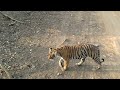 Tiger Kills Deer In Ranthambore National Park