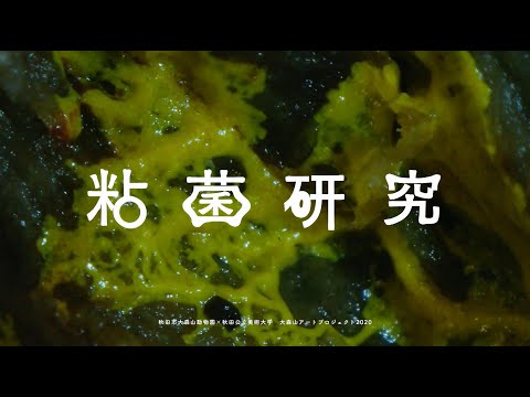 粘菌研究 | 大森山動物園×秋田公立美術大学