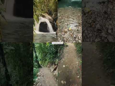 MINDO 🇪🇨 ECUADOR 2024, ven, visita y disfruta de la naturaleza de este hermoso país #mindo