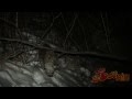 Леопард против тигра/Amur Leopard vs Siberian Tiger (HD) 