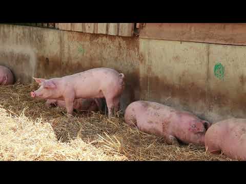 TAGWERK Impressionen - so gut kann ein Schweineleben sein