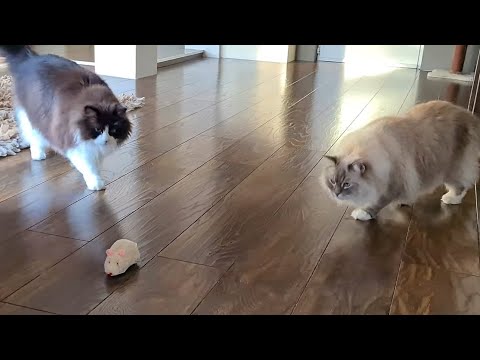 Cats vs. Huge Mouse- Hunting Mode