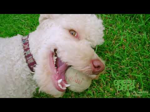 Videos from Green Drop Lawns