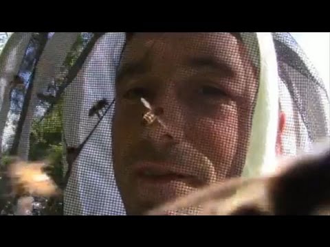 This is how YOU deal with an aggressive colony of bees!