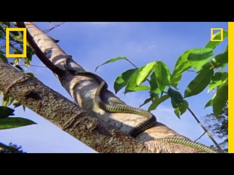 Flying Snake Hunts Leaping Lizard | National Geographic