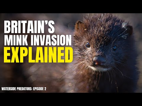 How Mink are Changing Britain's Wildlife