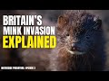 How Mink are Changing Britain's Wildlife