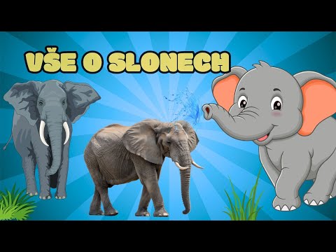 ????VŠE O SLONECH - Zábavné vzdělávací video pro děti ⭐️ Zajímavosti a fakta o slonech ????