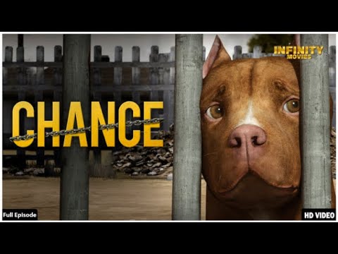 Chance - Hollywood Full Movie | Hollywood Animation Movie | Inspirational Movie