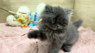 エキゾチックの動画01