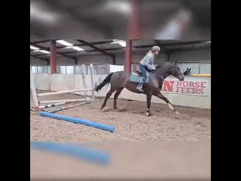 4 Year Old Future Trend Gelding - Image 2