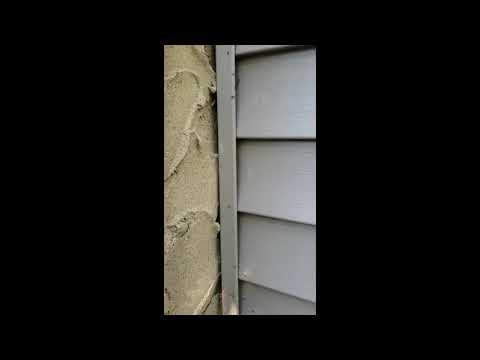 Vine Hides Odorous House Ants in Manasquan, NJ