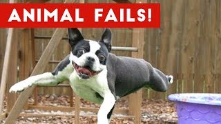 Funniest Animal Fails May 2017 Compilation | Funny Pet Videos