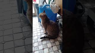 外に出たいらしいので、また少し開けるね。 #猫 #shorts