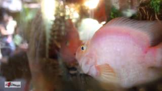 preview picture of video 'Blood Parrot Chiclid Fish in the Philippines'