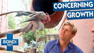 42-Year-Old Galah Develops Mystery Lump | Bondi Vet
