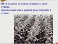 Шли солдаты на войну 