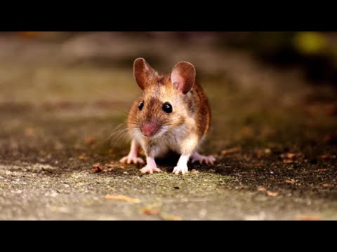 10 Hours - Mice At Night - July 6, 2021